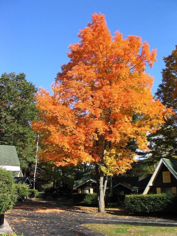 Amber Lantern Efficiency Cottage Lake George Exterior foto